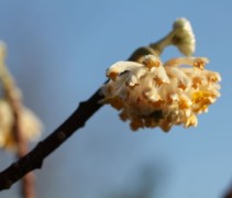 Edgeworthia papierstruik winterbloei