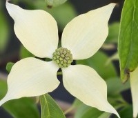 Cornus kousa 'Robert's Select' - Japanse grootbloemige kornoelje 'Robert's Select' - 1