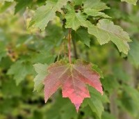 Acer rubrum 'October Glory' - Amerikaanse esdoorn - medio oktober begint de verkleuring