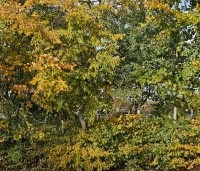 Fagus sylvatica - Groene beuk - toepassing in gemengde haag.  november 2025