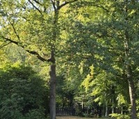 Quercus robur - Zomereik - 1
