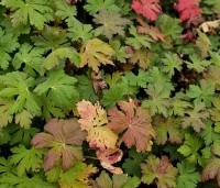 Geranium macrorhizum - Ooievaarsbek - 3