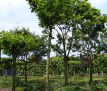 Platanus orientalis