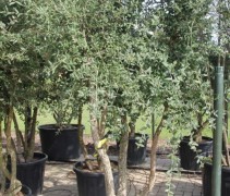 Quercus Suber