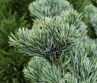 Pinus parviflora 'Negishi' - Japanse witte den 'Negishi' - 1
