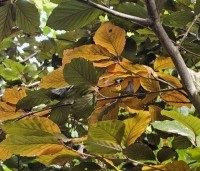 Fagus sylvatica 'Riversii' - Rode Beuk 'Riversii' - 5