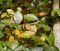 Fagus sylvatica 'Riversii' - Rode Beuk 'Riversii' - 4