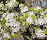 Pyrus calleryana 'Chanticleer' - Sierpeer - 3