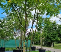 sophora japonica