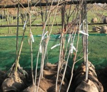 Carya Illinoinensis maat 6-8 spil met kluit