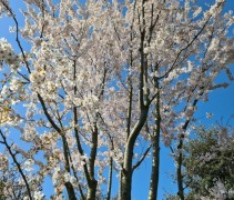 Prunus 'Pandora'