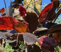 Fagus sylvatica 'Riversii' - Rode Beuk 'Riversii' - jong zomerblad met tegenlicht