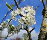 Prunus dom. 'Reine Claude Verte' - Prunus dom. 'Reine Claude Verte' - 2
