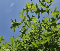 Quercus palustris - Moeraseik - 1