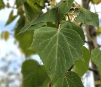 Paulownia tomentosa 'Hulsdonk' - Anna Paulownaboom 'Hulsdonk' - 2