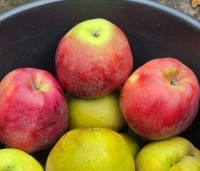 Malus dom. 'Gloster' - Malus dom. 'Gloster' - 6