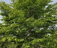 Carpinus betulus - Haagbeuk - 3
