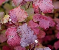 Viburnum opulus 'Roseum' - Gelderse roos 'Roseum' - herfstkleuren