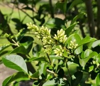 Ligustrum ovalifolium - Haagliguster - 3