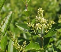 Ligustrum ovalifolium - Haagliguster - 4