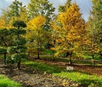 Carpinus betulus - Haagbeuk - tuinbonsai en struikbomen, speel- en klauterbomen