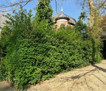 Ligustrum als losse haag