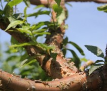Sierkers 'Amber Beauty' takken