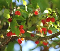 vrucht Cornus mas 