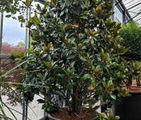 Magnolia grandiflora 'Galissoniere'  - Magnolia grandiflora 'Galissoniere'  - 1