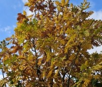 Quercus frainetto - Hongaarse eik - 1