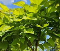Catalpa bignonioides 'Nana' - Bolcatalpa - 2