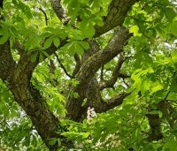 Aesculus hippocastanum - Witte paardenkastanje - 6