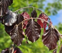 Fagus sylvatica 'Purple Fountain' - Rode treurbeuk 'Purple Fountain' - 1