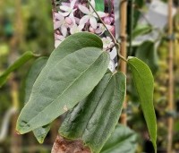 Clematis armandii 'Apple Blossom' - Bosrank 'Apple Blossom' - 1