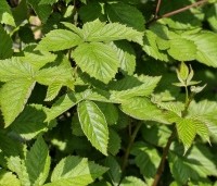Rubus fruticosus 'Triple Crown' - Doornloze braam 'Triple Crown' - 3