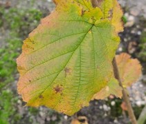 Corylus 'Halle'sche Riesen'