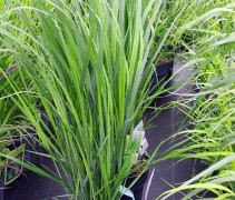 Panicum virgatum 'Northwind'