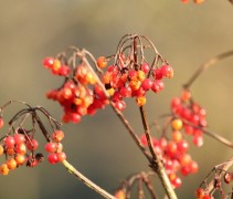 Viburnum opulus