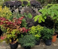 Judasboom, struikvorm links, gecombineerd met andere planten voor een semi mediterrane sfeer.