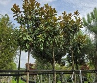 Magnolia grandiflora 'Goliath' - Magnolia grandiflora 'Goliath' - 4