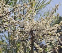 Malus Toringo 'Tina - Dwerg sierappeltje - 4