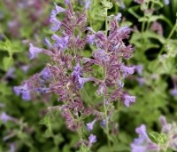 Nepeta racemosa 'Walker's Low' - Kattenkruid - 1