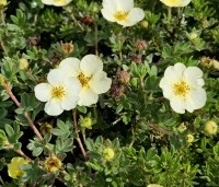 Potentilla fruticosa 'Primrose Beauty' - Ganzerik 'Primrose Beauty' - 1