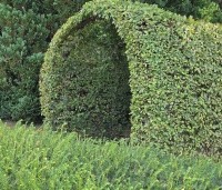 Carpinus betulus - Haagbeuk - berceau  loofgang