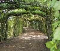 Carpinus betulus - Haagbeuk - berceau  loofgang