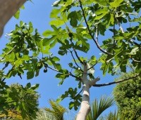 Ficus carica - Vijg - 1