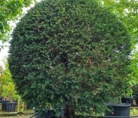 Taxus baccata - Venijnboom - 2