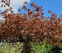 Fagus sylvatica 'Atropunicea' - Rode beuk - 2
