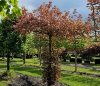 Fagus sylvatica 'Atropunicea' - Rode beuk - 3