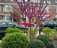 Cercis chinensis 'Avondale' - Chinese Judasboom 'Avondale'  - tuinaanleg Amsterdam by Ten Hoven Bomen.